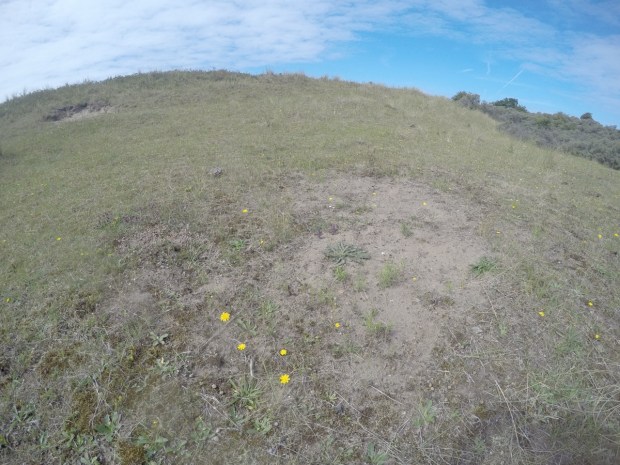 Old wallowing patch growing back