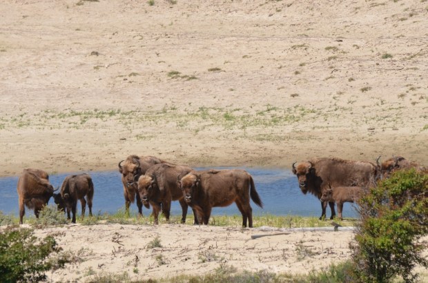 They're looking at us!