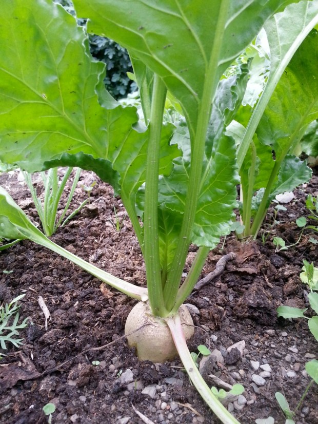 03_White beetroot.jpg