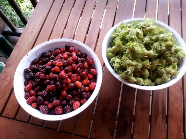05_Mulberries and hazelnuts