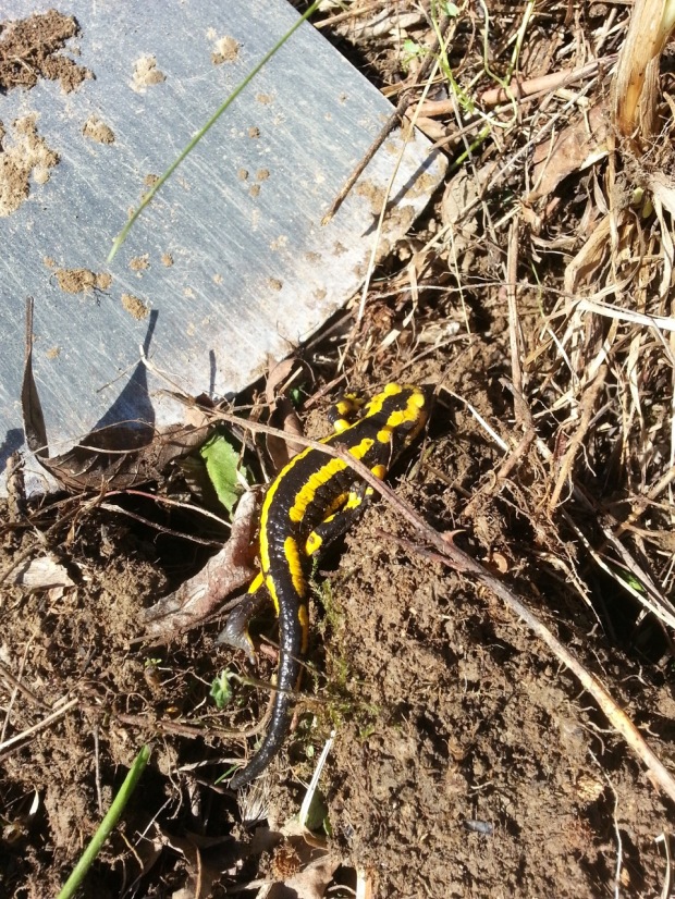 06-fire-salamander